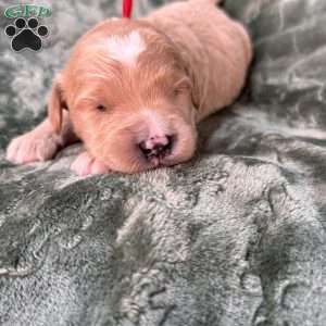 Winston, Mini Goldendoodle Puppy